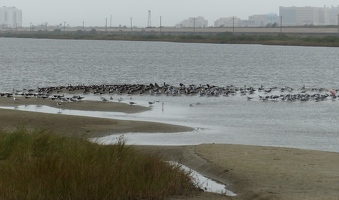 Sandbar full of birds